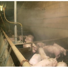 Animal Life Plus in Pigbusiness